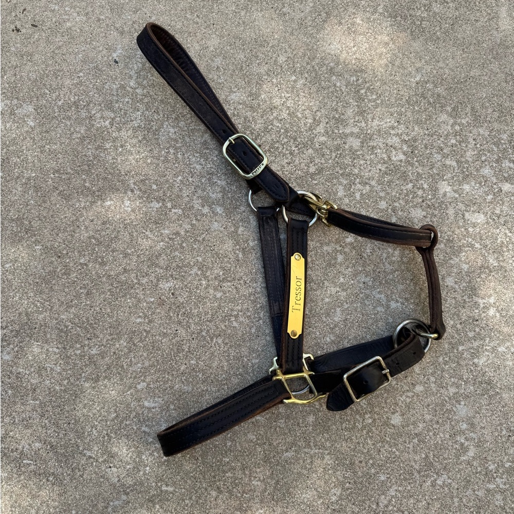 Horses Halter